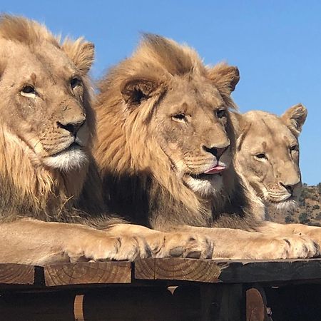 Weltevreden Game Lodge Bloemfontein Zewnętrze zdjęcie