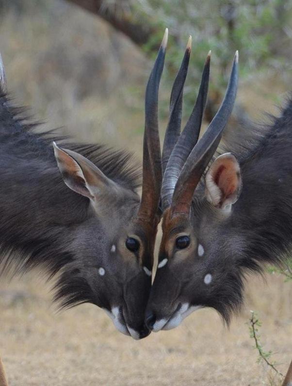 Weltevreden Game Lodge Bloemfontein Zewnętrze zdjęcie