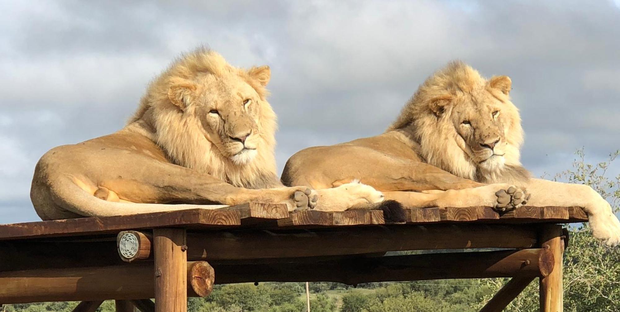 Weltevreden Game Lodge Bloemfontein Zewnętrze zdjęcie